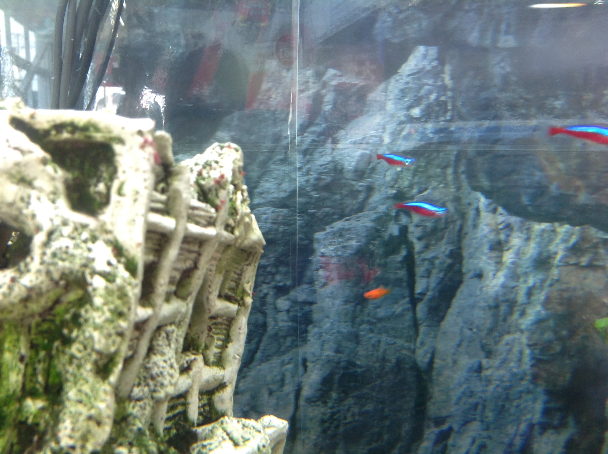 水槽の大掃除 熱帯魚偏 2 スタッフ日記 タイヤ館 成瀬 タイヤ