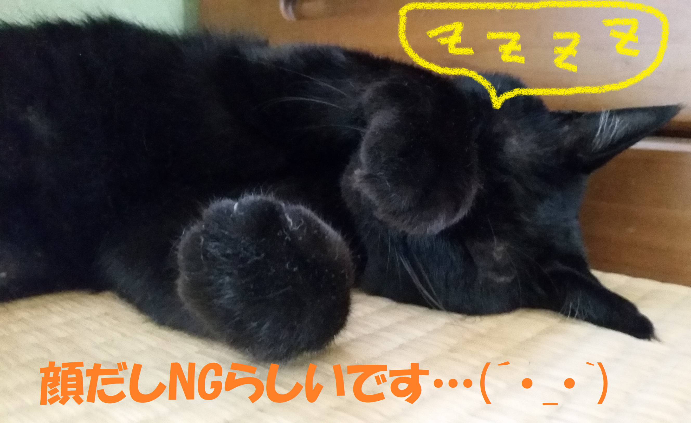 寝てるのか！？】 家の猫さん！！  総和店の日常  タイヤ館 総和 