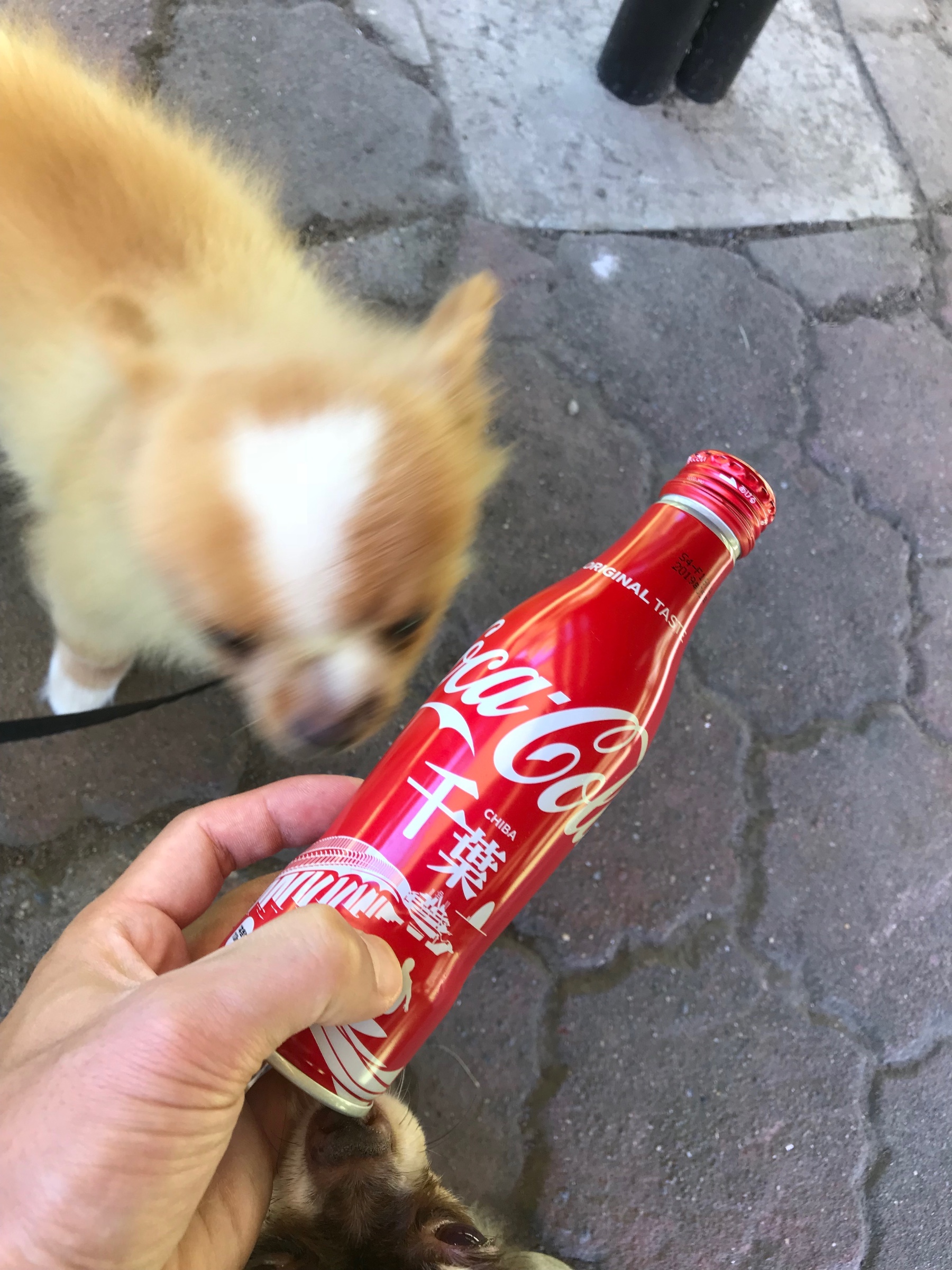 愛犬2匹と木更津アウトレット スタッフ日記 タイヤ館 勝田台 千葉県のタイヤ カー用品ショップ タイヤからはじまる トータルカーメンテナンス タイヤ館グループ