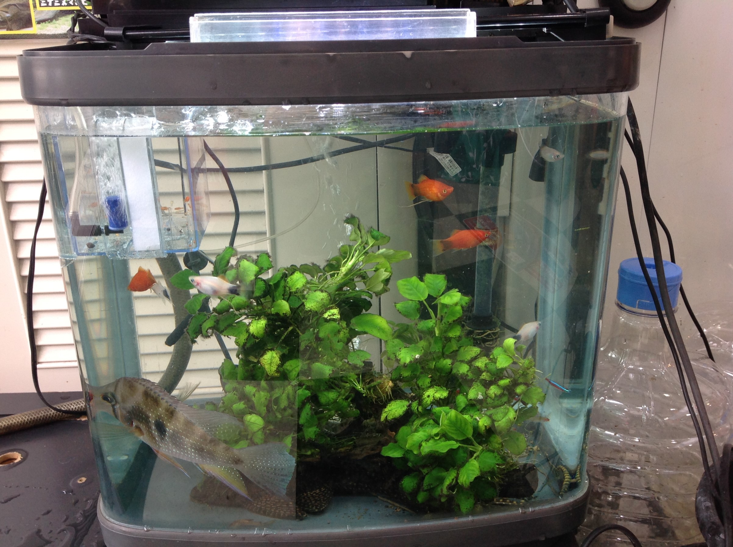 水槽の大掃除 熱帯魚偏 スタッフ日記 タイヤ館 成瀬 タイヤからはじまる トータルカーメンテナンス タイヤ館グループ