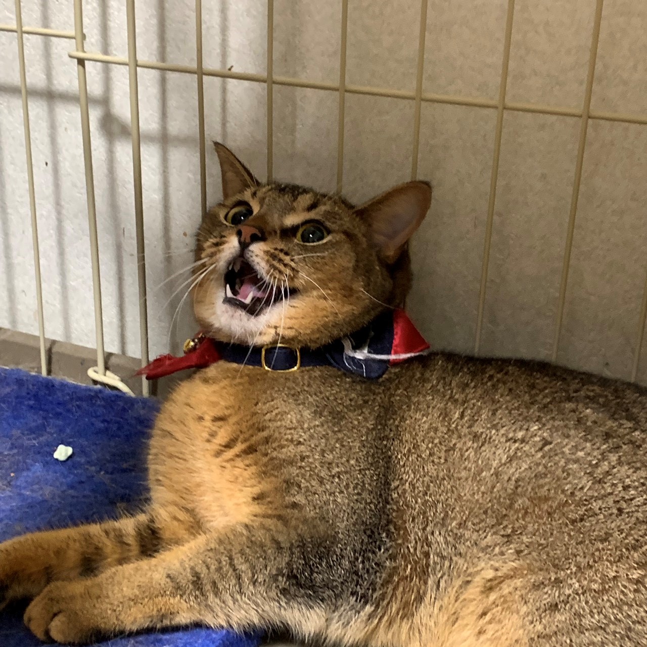 猫もびっくり 台風 フェーン現象 スタッフ日記 タイヤ館 さいたま新都心 タイヤからはじまる トータルカーメンテナンス タイヤ館グループ