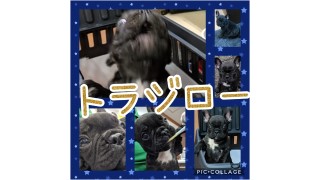動画