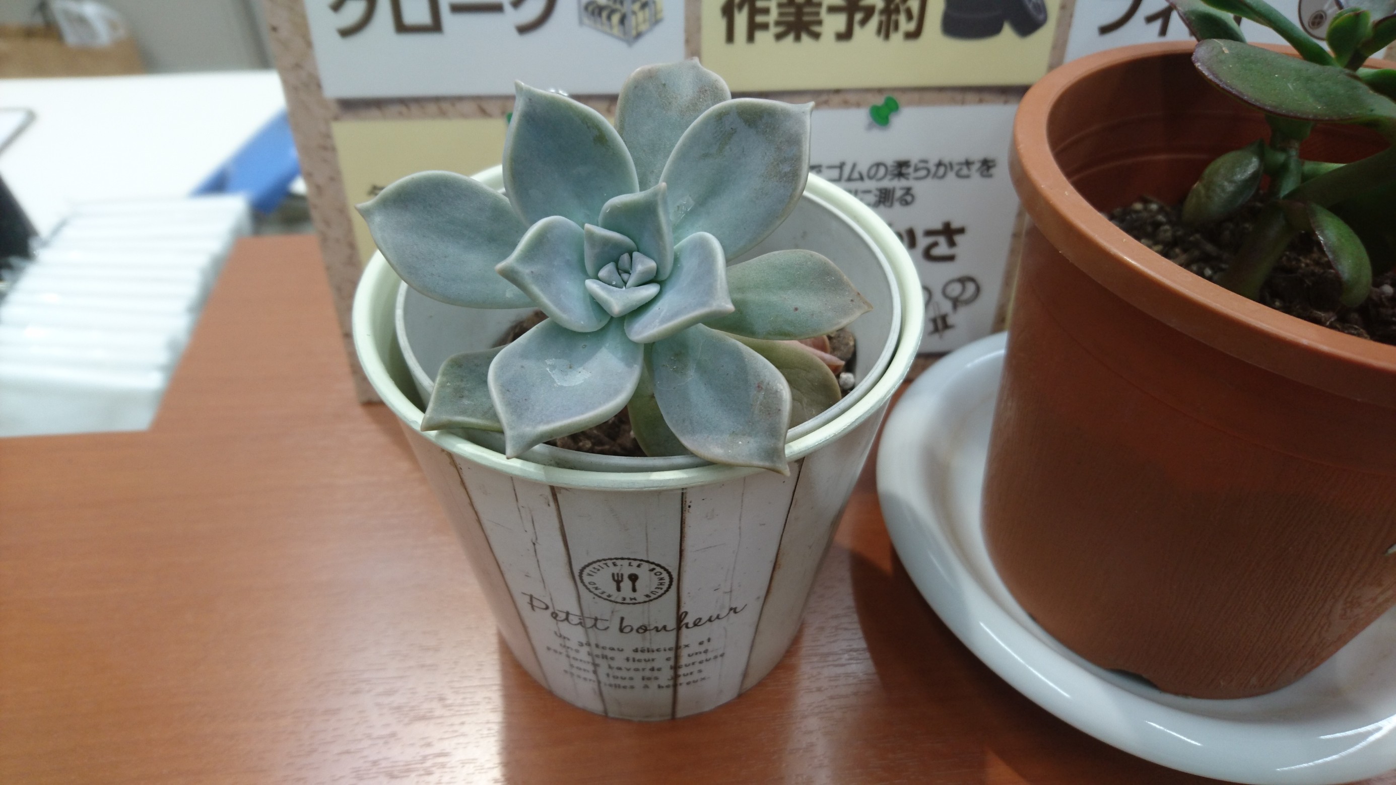 スタッフが撮影した画像です。