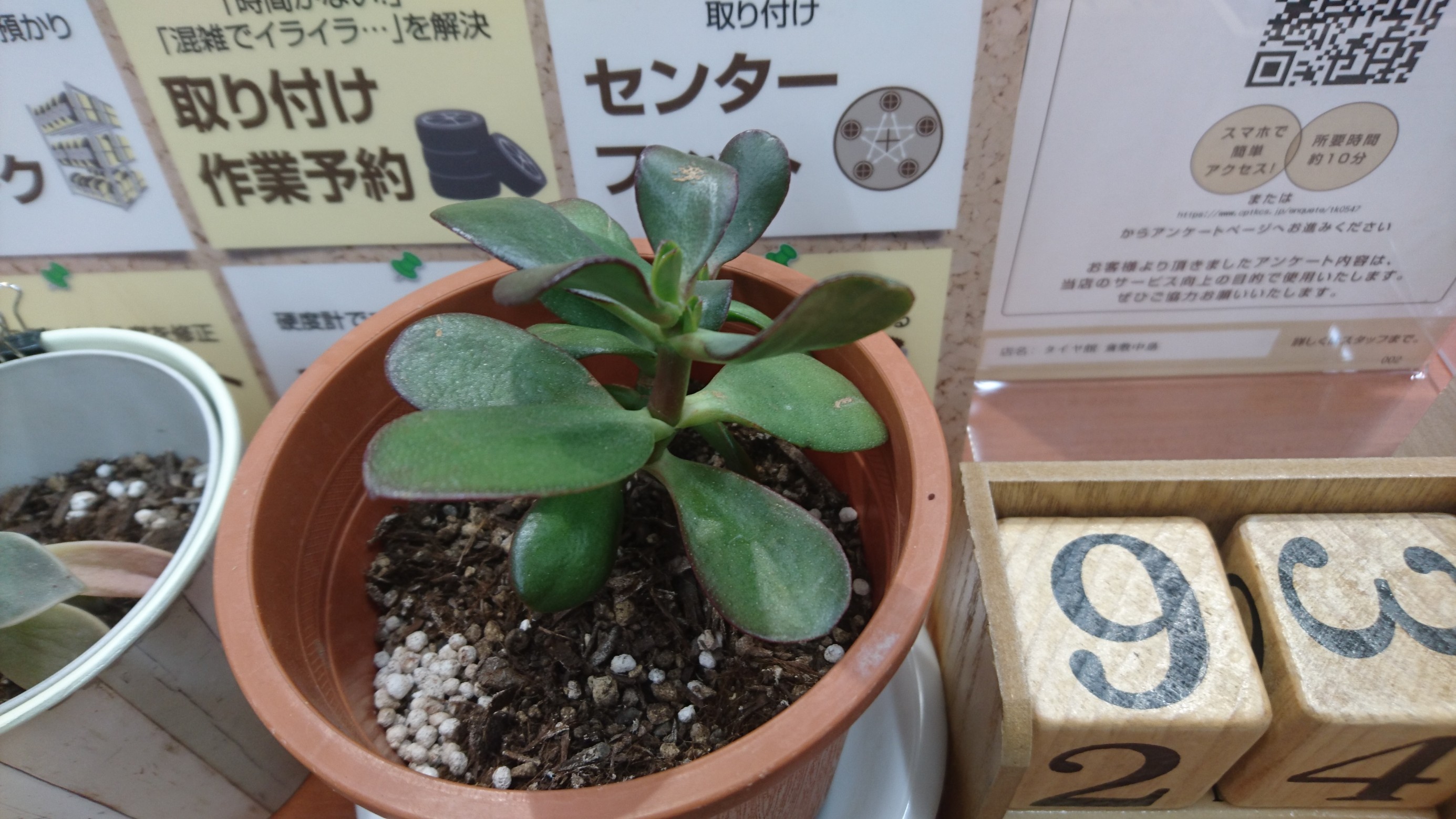 スタッフが撮影した画像です。