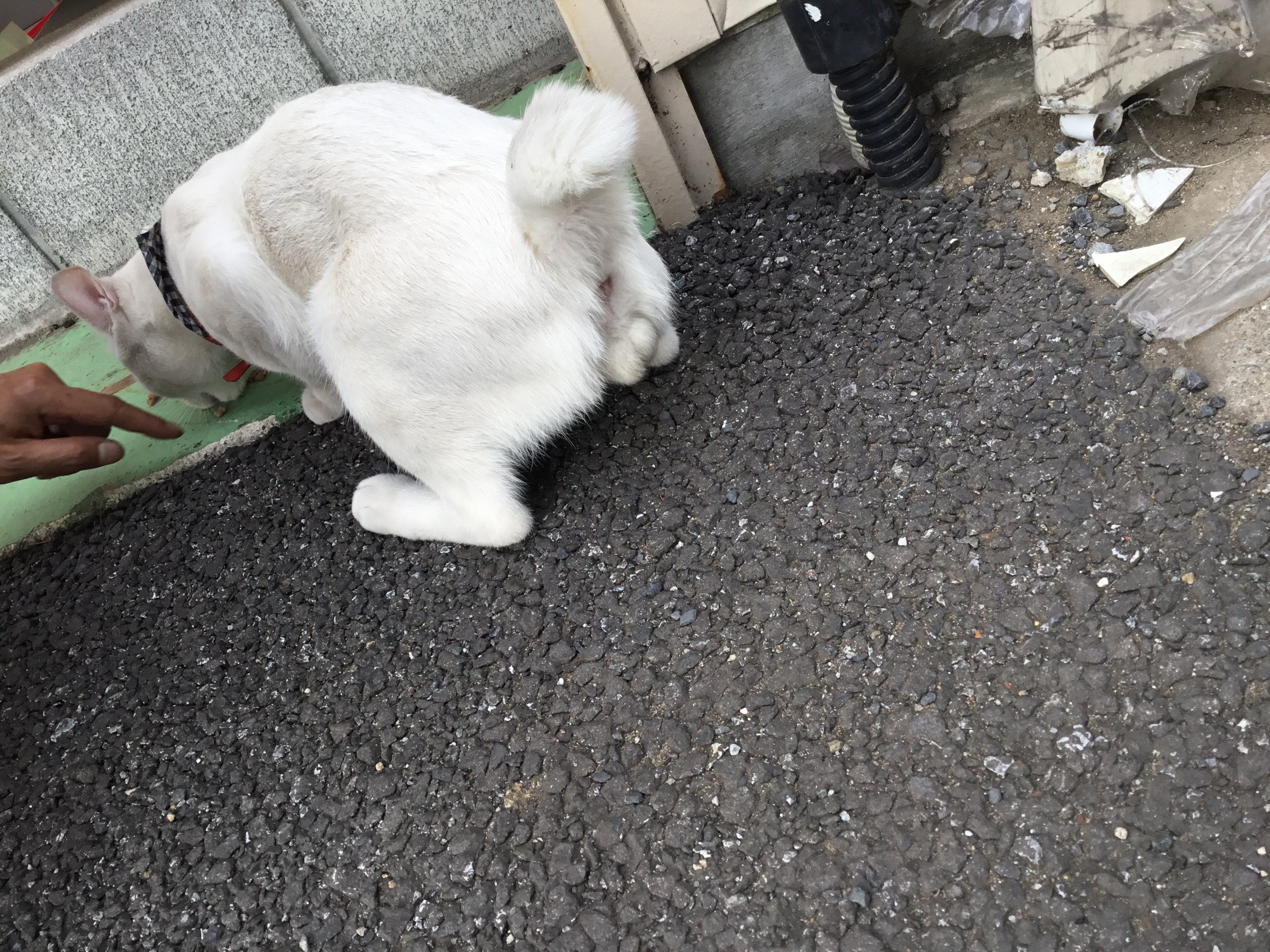 日常にお疲れの皆様へ 癒しの画像をお届け スタッフ日記 タイヤ館 幕張 千葉県のタイヤ カー用品ショップ タイヤからはじまる トータルカーメンテナンス タイヤ館グループ