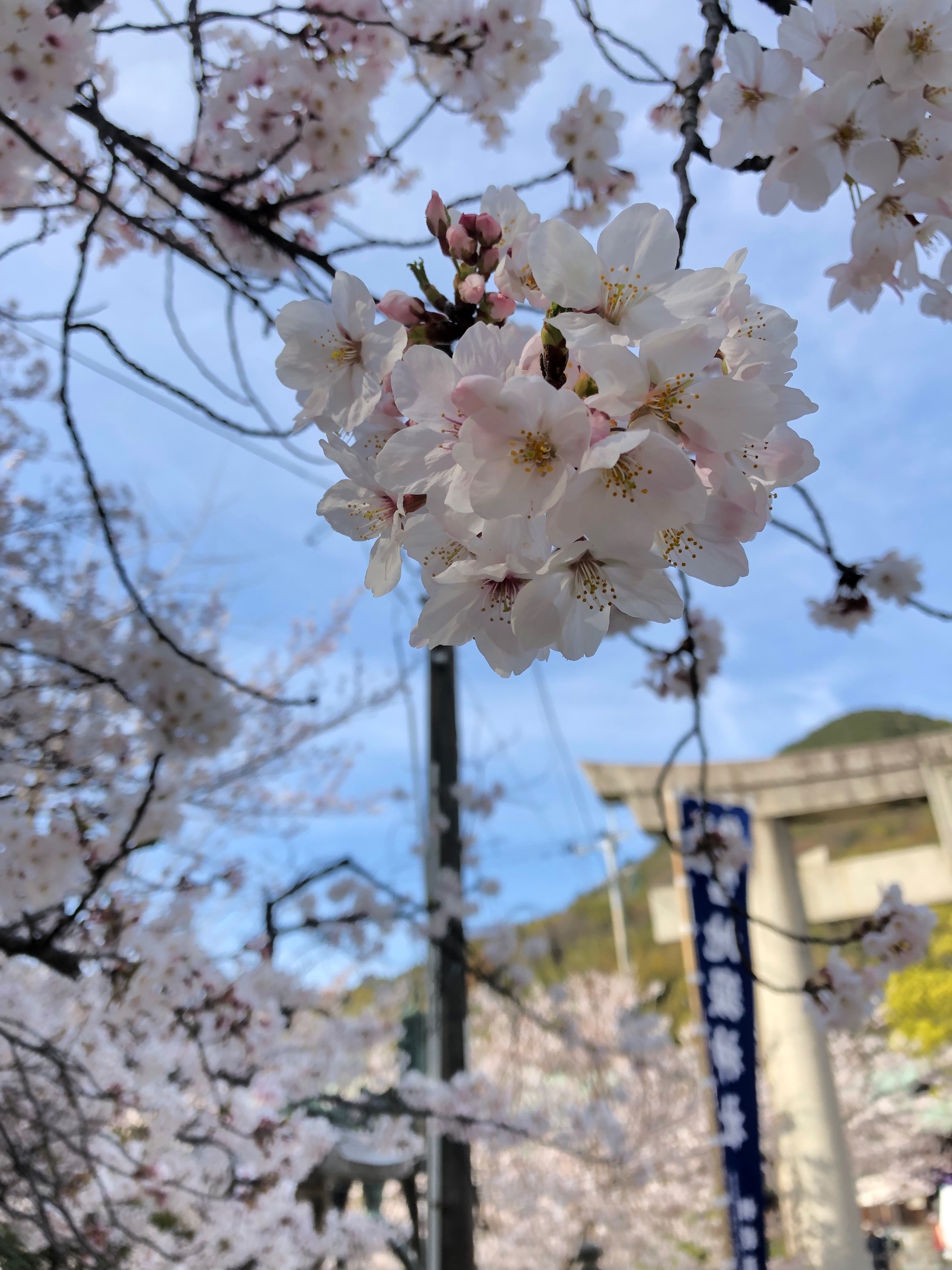 桜