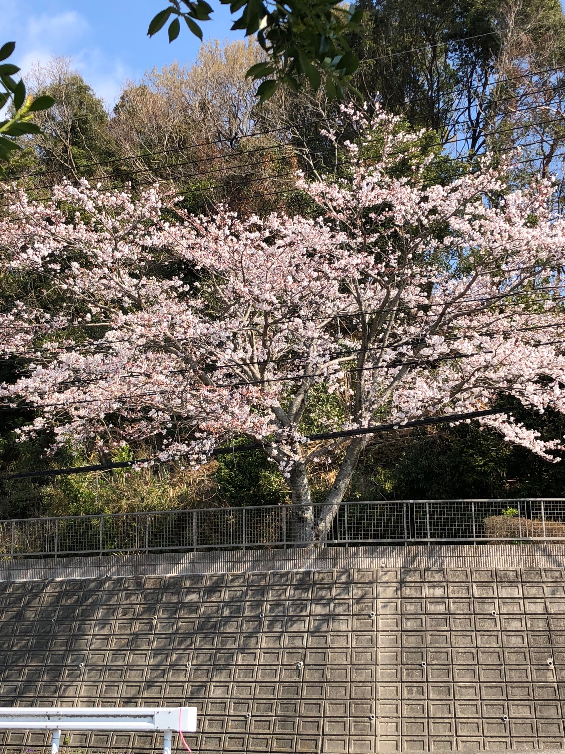 自分が撮影してます