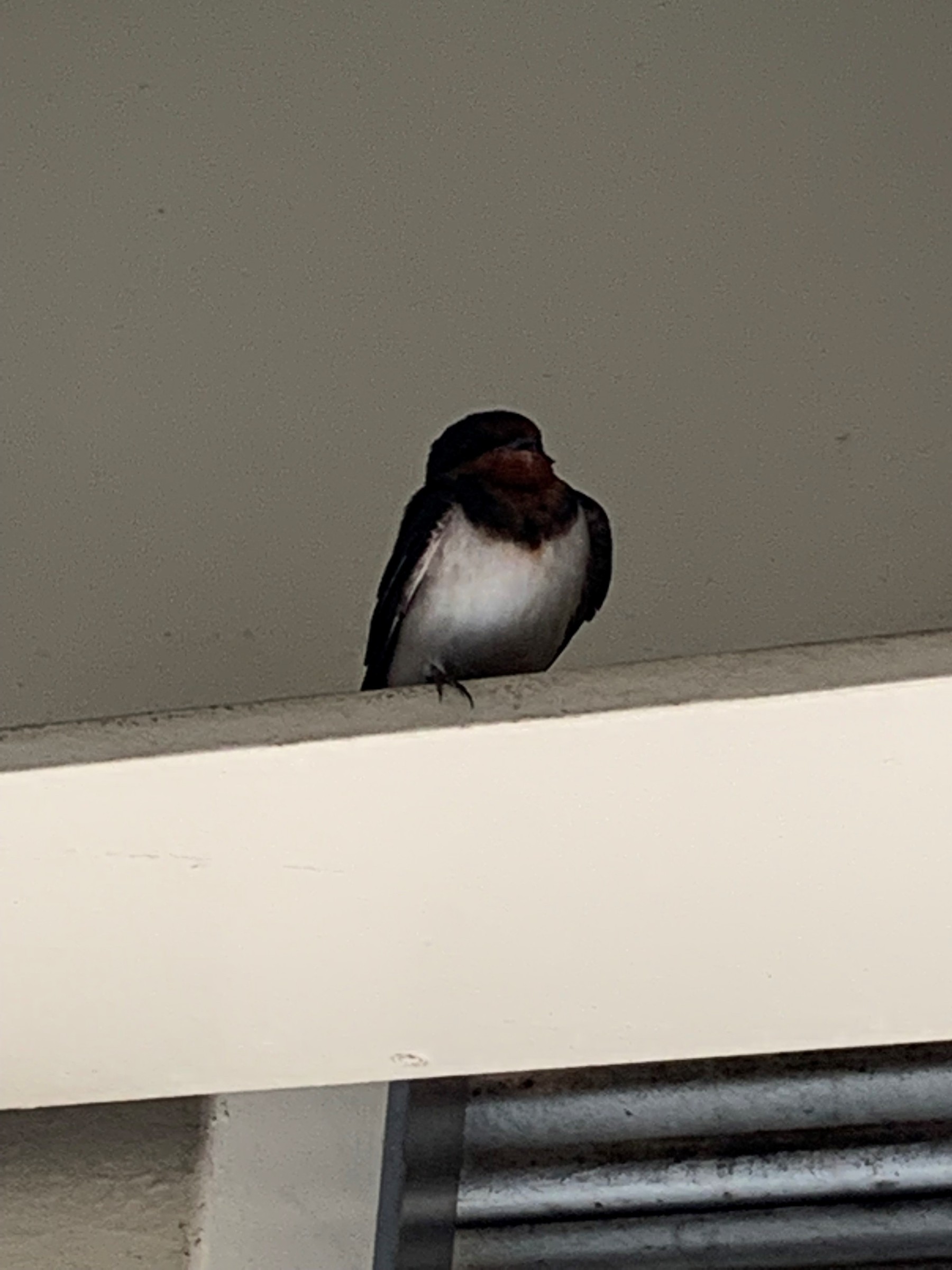裏の倉庫に止まっていた燕
