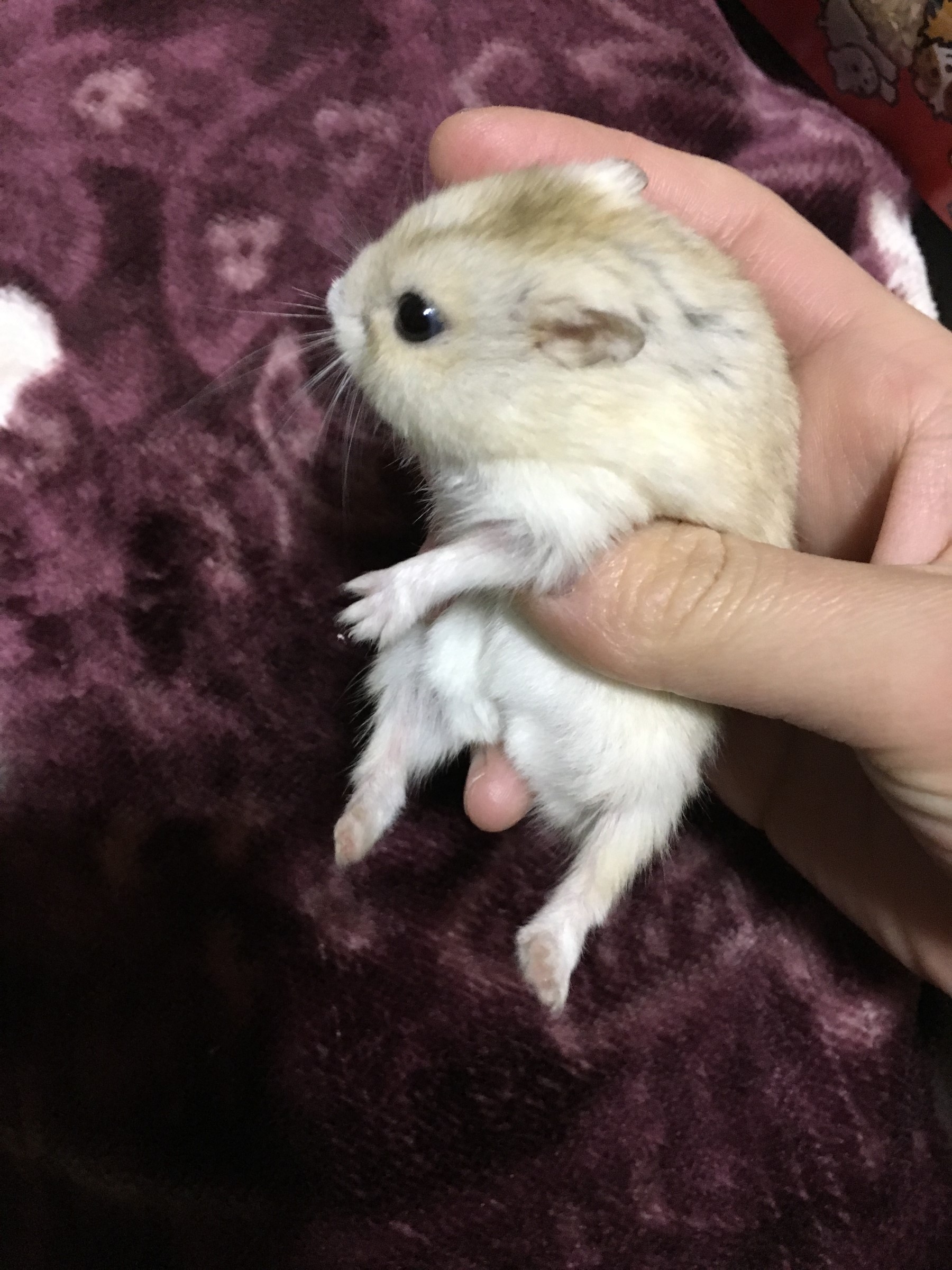癒しあり お仕事に疲れたそこのあなた 是非ご覧ください スタッフ日記 タイヤ館 旭川すえひろ タイヤからはじまる トータルカーメンテナンス タイヤ館グループ