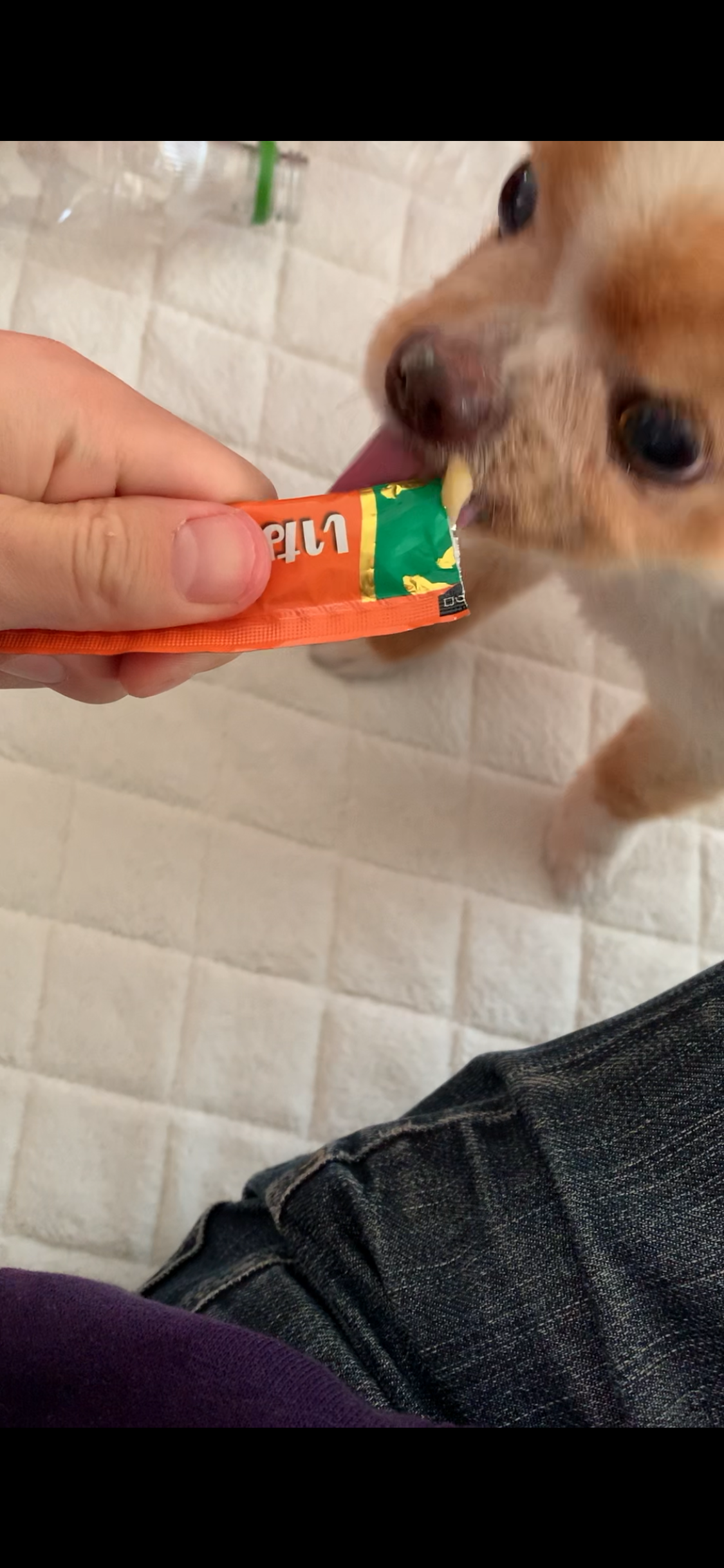 犬用ちゅーる スタッフ日記 タイヤ館 勝田台 千葉県のタイヤ カー用品ショップ タイヤからはじまる トータルカーメンテナンス タイヤ館グループ