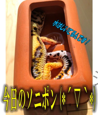 今日のかわいいソニポン ヒョウモントカゲモドキ スタッフ日記 タイヤ館 前後 愛知県 三重県のタイヤ カー用品ショップ タイヤからはじまる トータルカーメンテナンス タイヤ館グループ