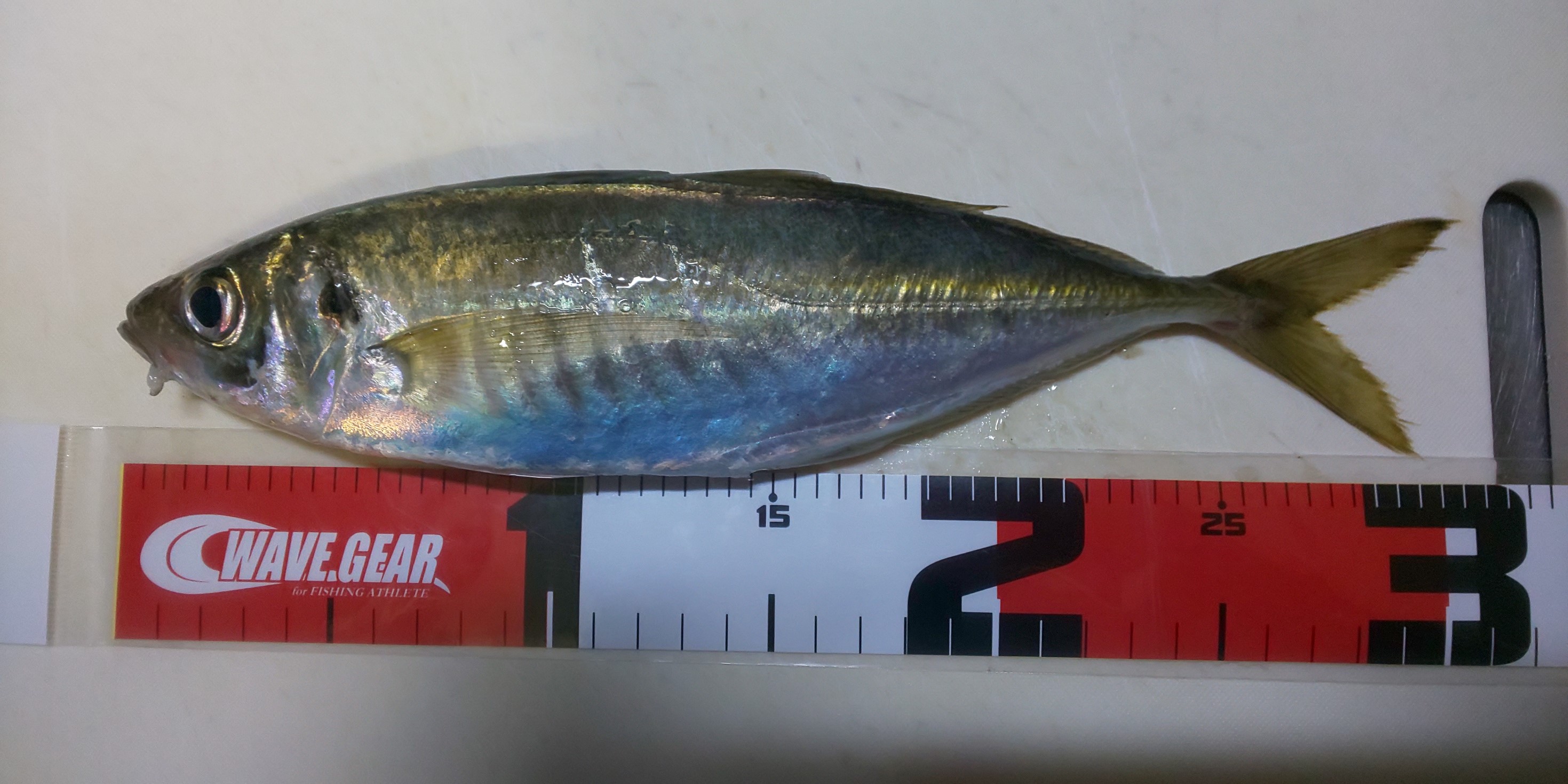 アジング 橘湾 スタッフ日記 タイヤ館 諫早 タイヤからはじまる トータルカーメンテナンス タイヤ館グループ
