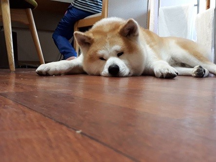 またまた犬ネタ 葉山店のスタッフ日記 タイヤ館 葉山 タイヤからはじまる トータルカーメンテナンス タイヤ館グループ