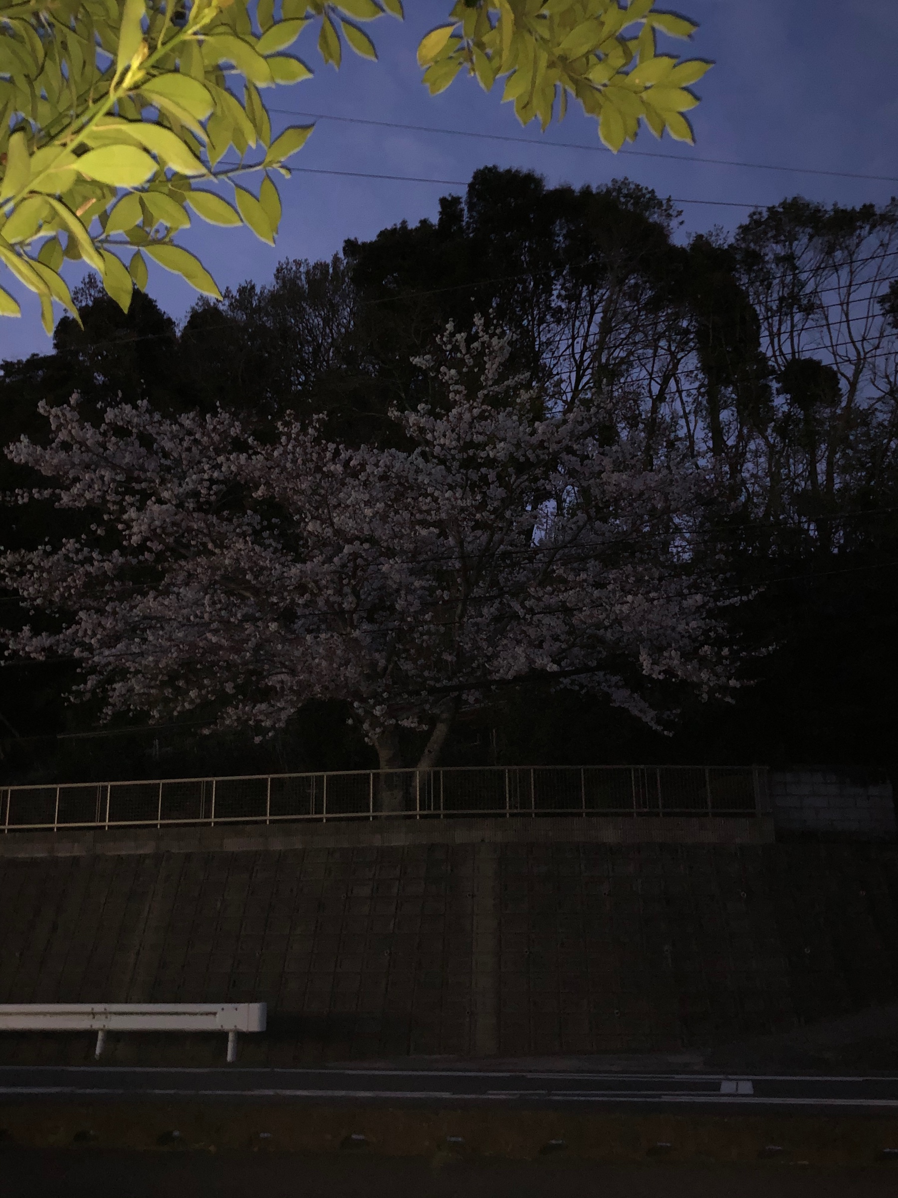 自分が撮影してます