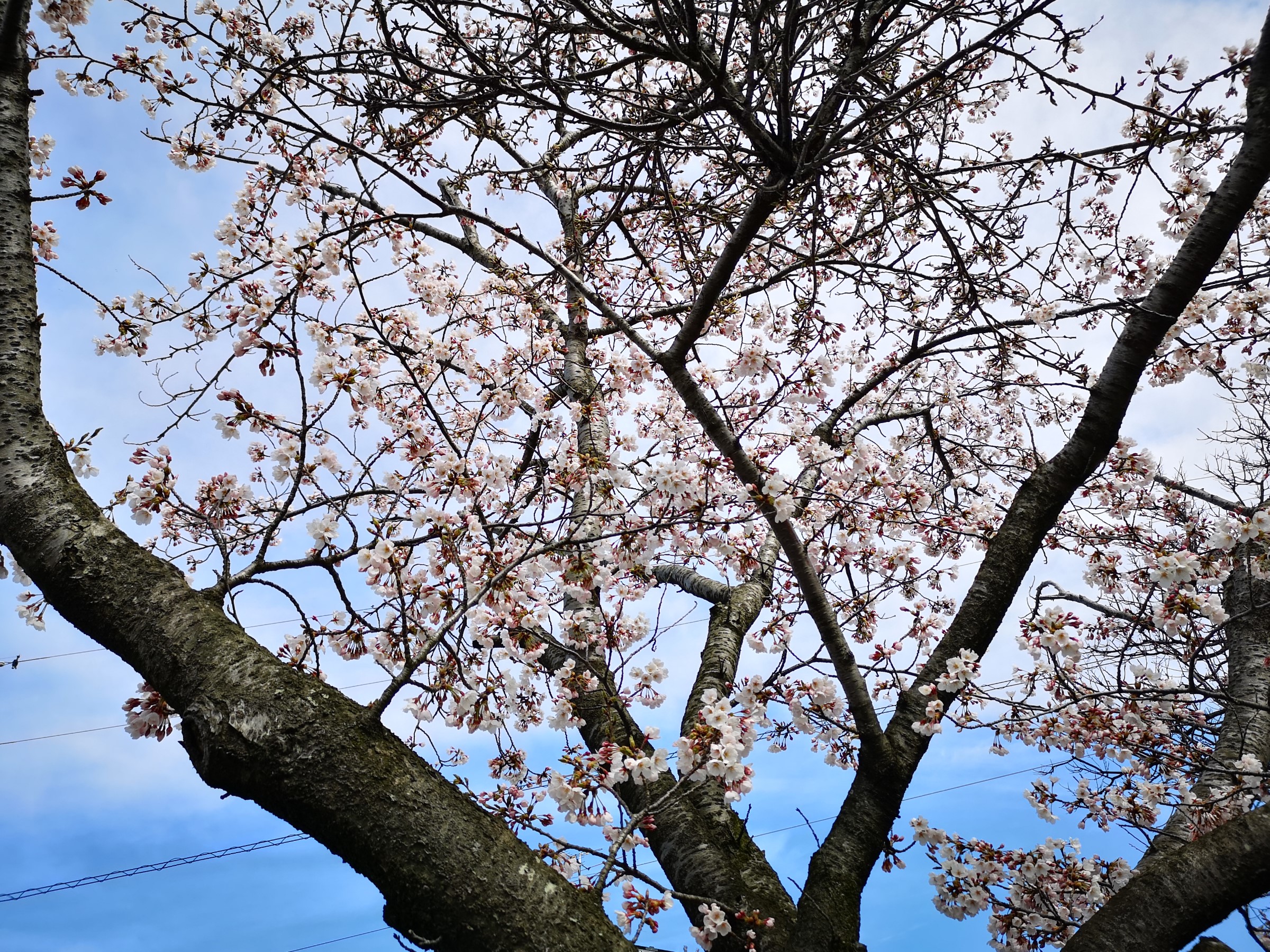 4 13 今朝の桜の木 スタッフ日記 タイヤ館 秋田 秋田県のタイヤ カー用品ショップ タイヤからはじまる トータルカーメンテナンス タイヤ館グループ