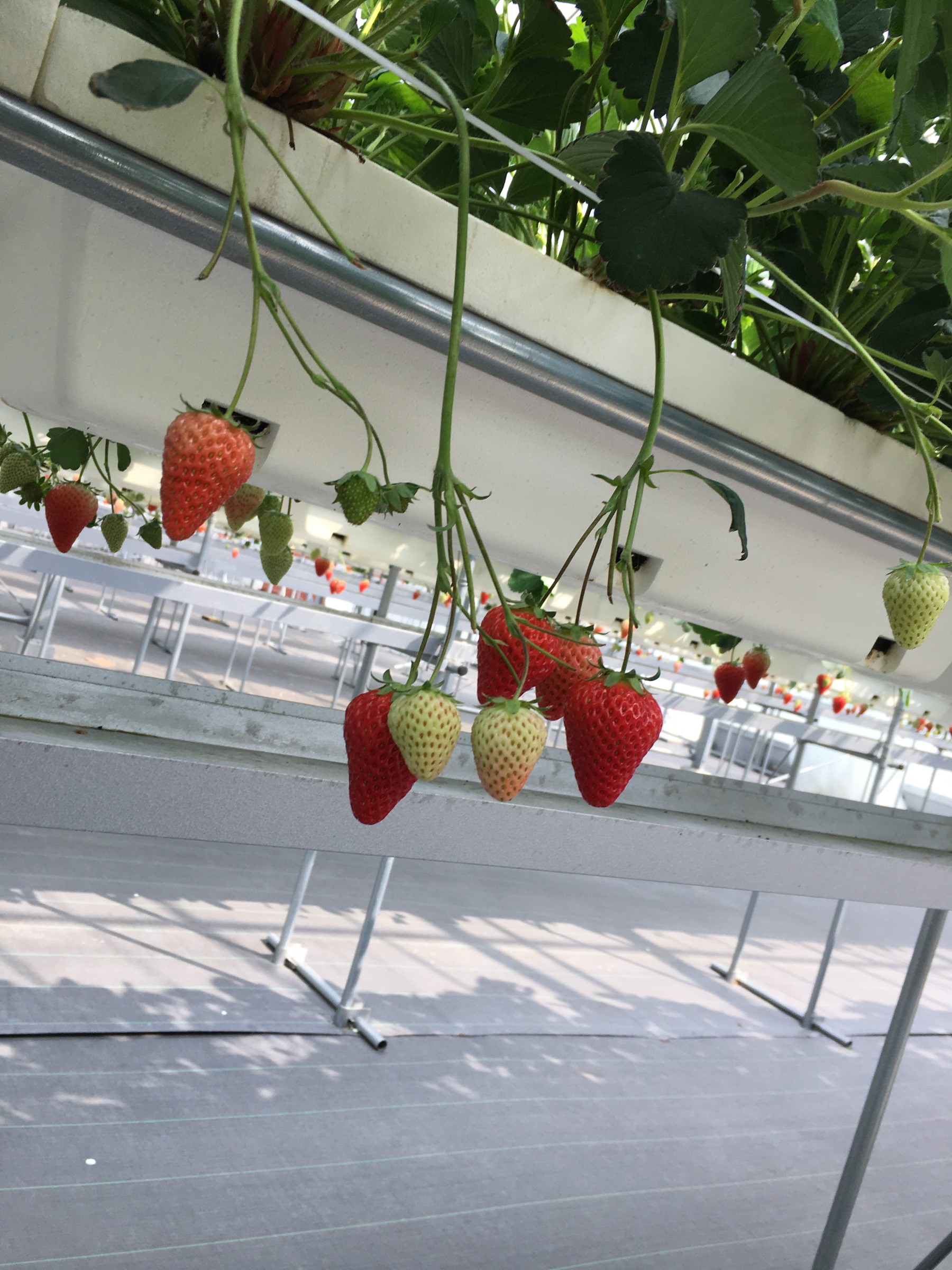 ランド 霧島 フルーツ