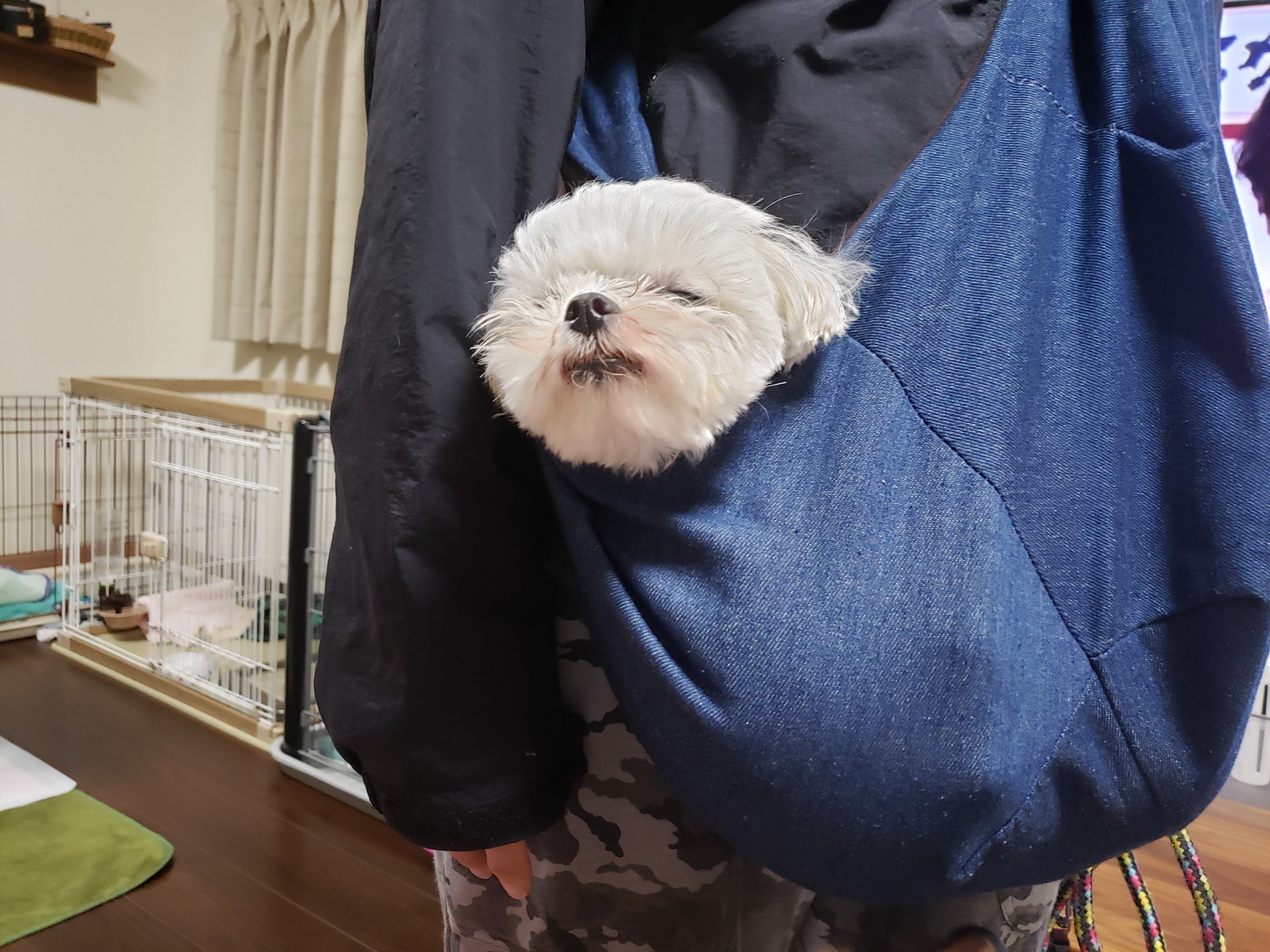 犬の散歩 スタッフ日記 タイヤ館 下松 タイヤからはじまる トータルカーメンテナンス タイヤ館グループ