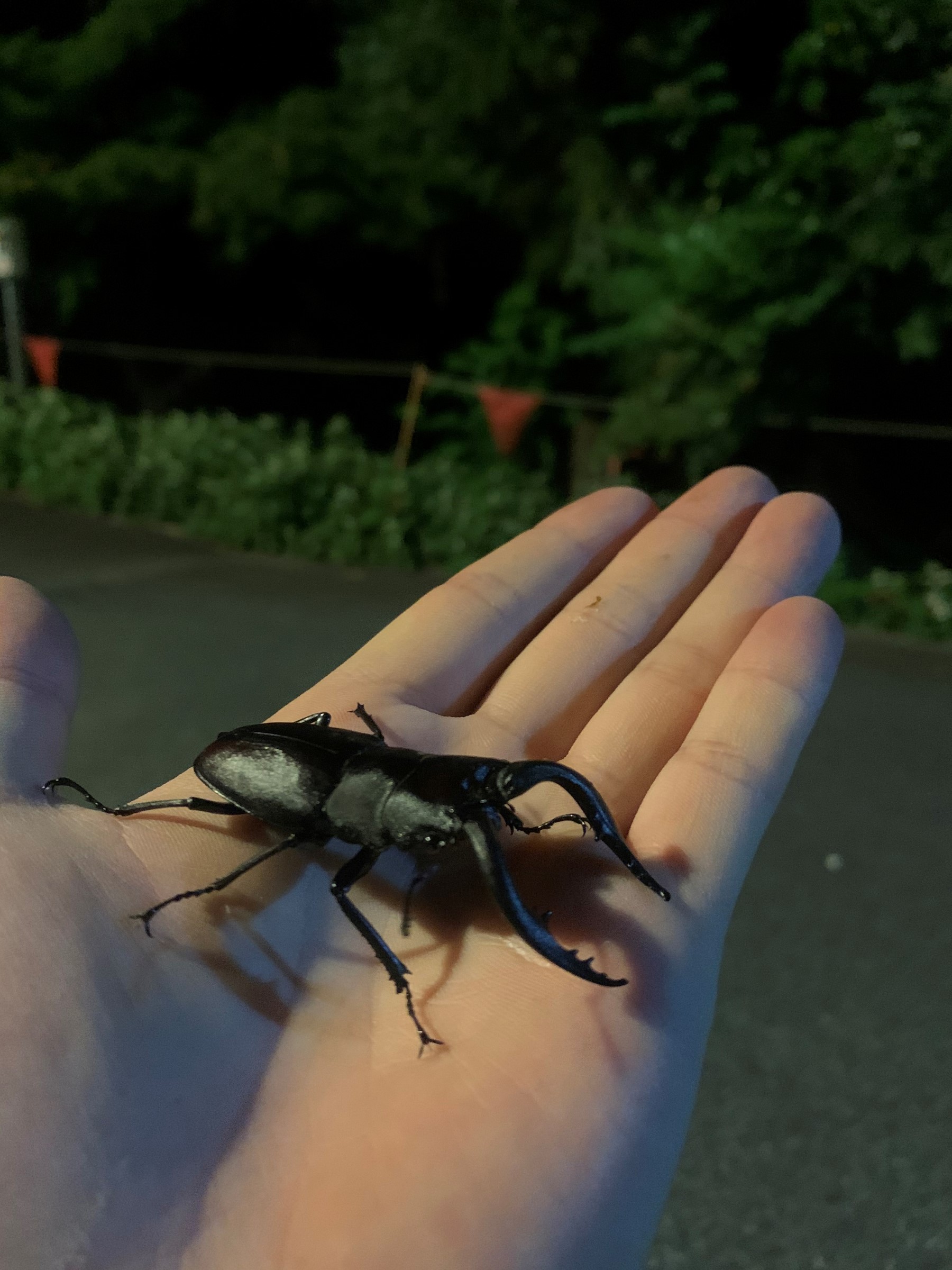 ノコギリクワガタ スタッフ日記 タイヤ館 島田 愛知県 三重県のタイヤ カー用品ショップ タイヤからはじまる トータルカーメンテナンス タイヤ館グループ