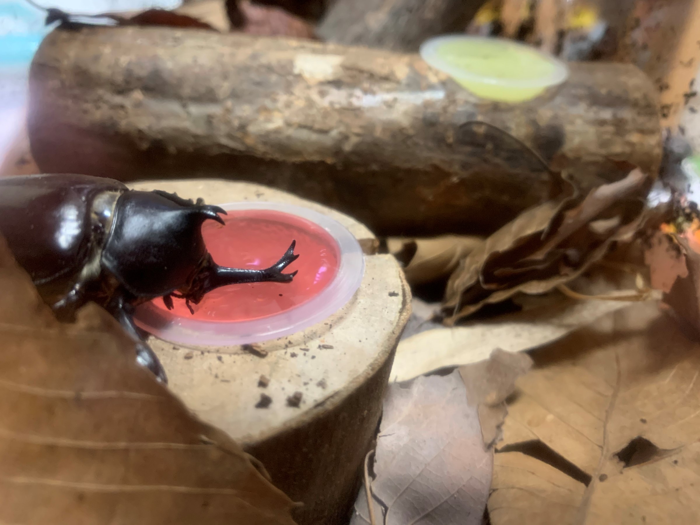 我が家のカブトムシが ﾟ ﾟ スタッフ日記 タイヤ館 目白 東京都のタイヤ カー用品ショップ タイヤからはじまる トータルカーメンテナンス タイヤ館グループ