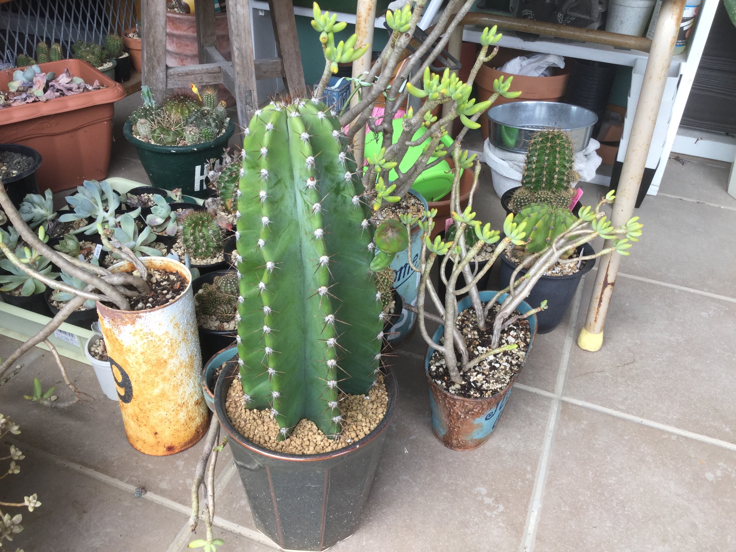 サボテンの花 スタッフ日記 タイヤ館 次郎丸 タイヤからはじまる トータルカーメンテナンス タイヤ館グループ