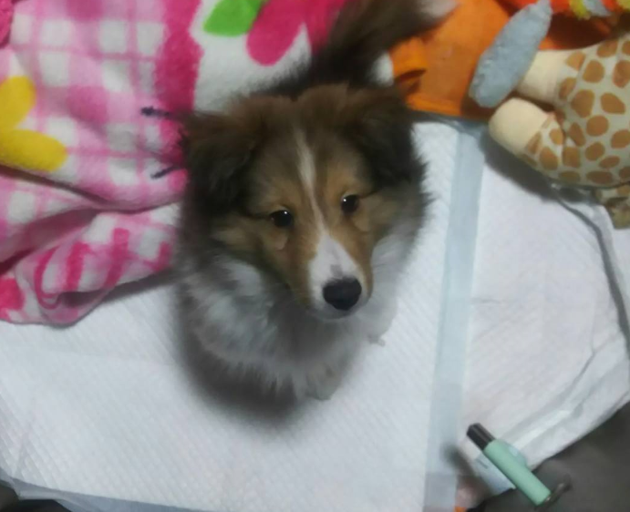 ワン！