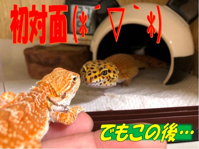 フトアゴヒゲトカゲとレオパードゲッコー初対面 スタッフ日記 タイヤ館 前後 愛知県 三重県のタイヤ カー用品ショップ タイヤからはじまる トータルカーメンテナンス タイヤ館グループ