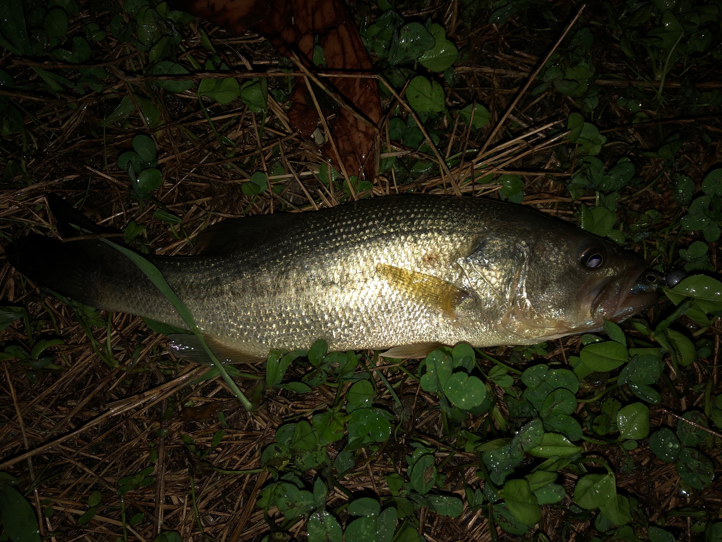 バス釣り