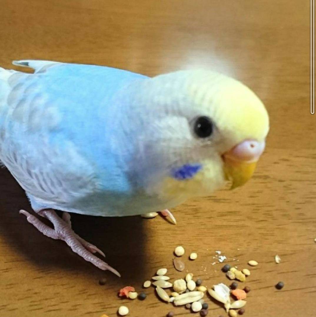 ご飯を食べてるインコ スタッフ日記 タイヤ館 小倉北 タイヤからはじまる トータルカーメンテナンス タイヤ館グループ