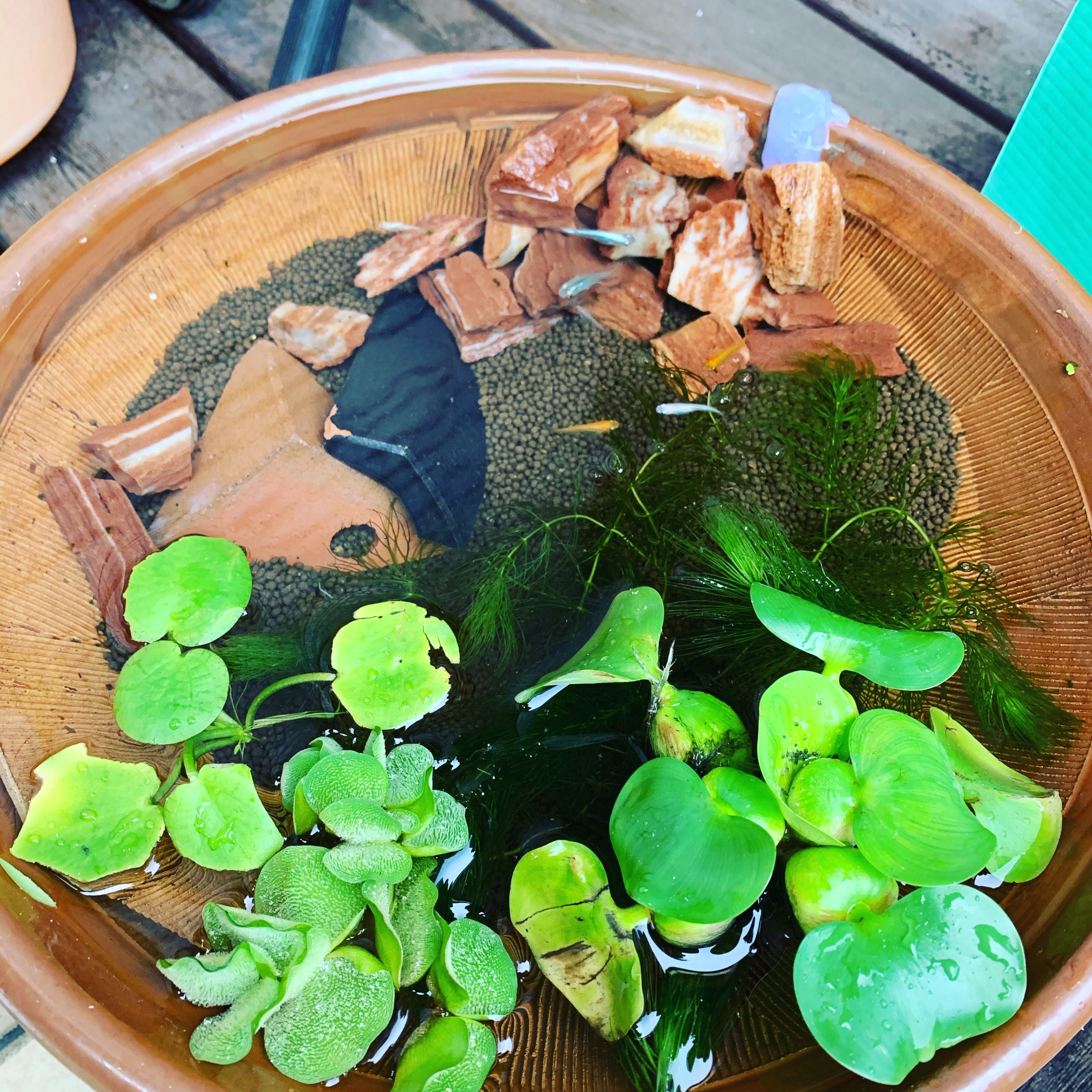 メダカビアタープ作りました スタッフ日記 タイヤ館 広島祇園 タイヤからはじまる トータルカーメンテナンス タイヤ館グループ