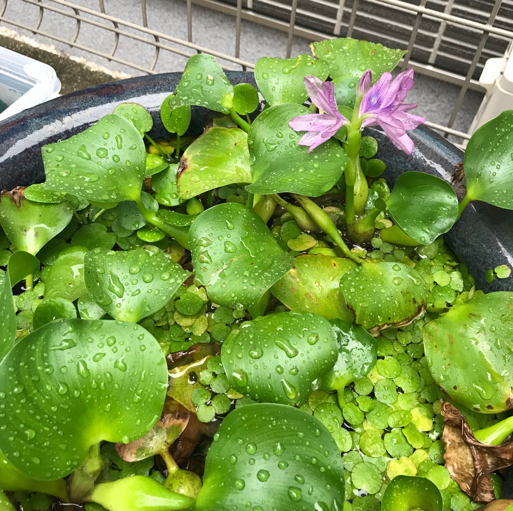 メダカの壺 綺麗に咲きました スタッフブログ タイヤ館 福岡西 タイヤからはじまる トータルカーメンテナンス タイヤ館グループ