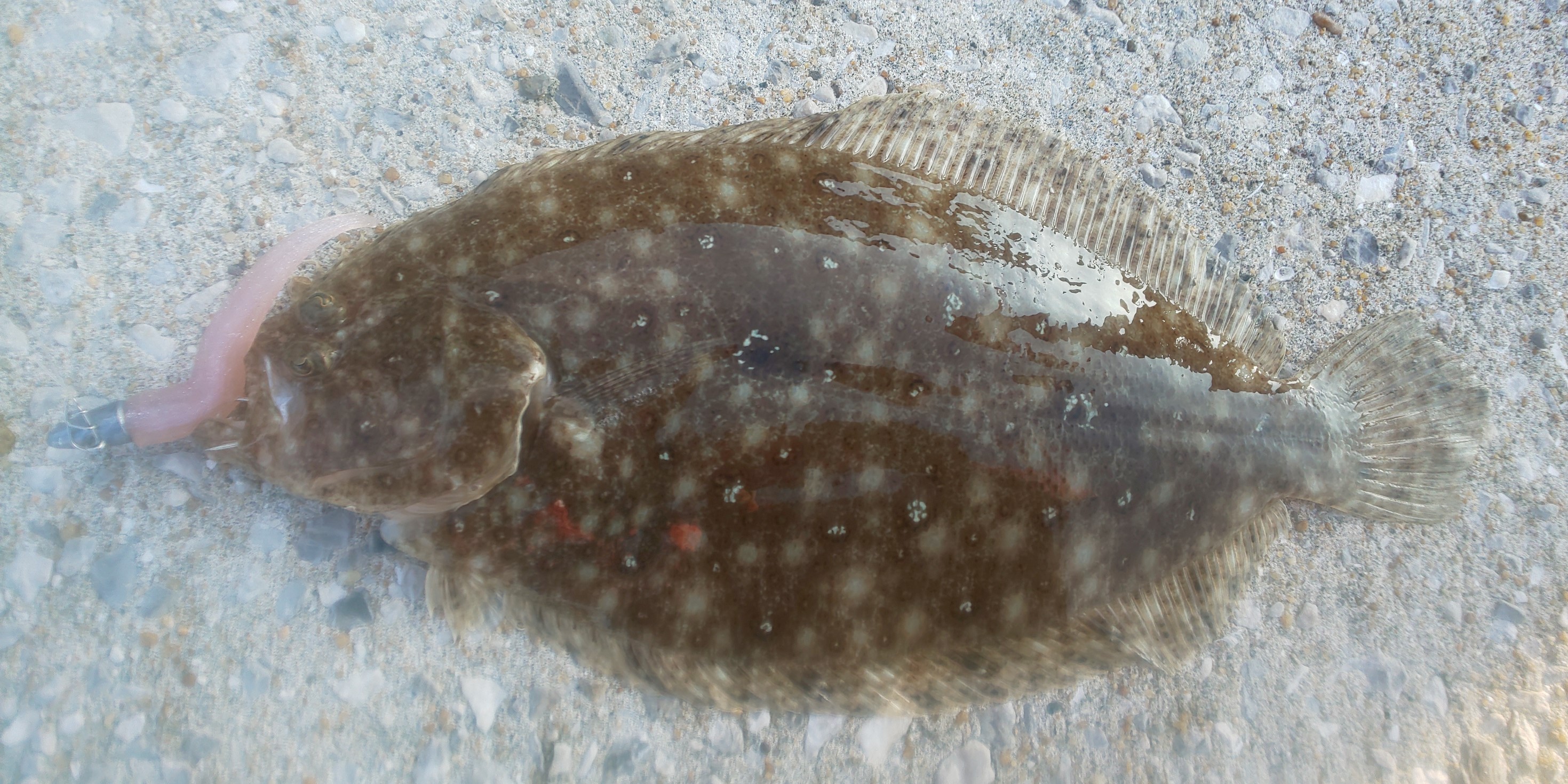 ヒラメ カレイ スタッフ日記 タイヤ館 諫早 タイヤからはじまる トータルカーメンテナンス タイヤ館グループ