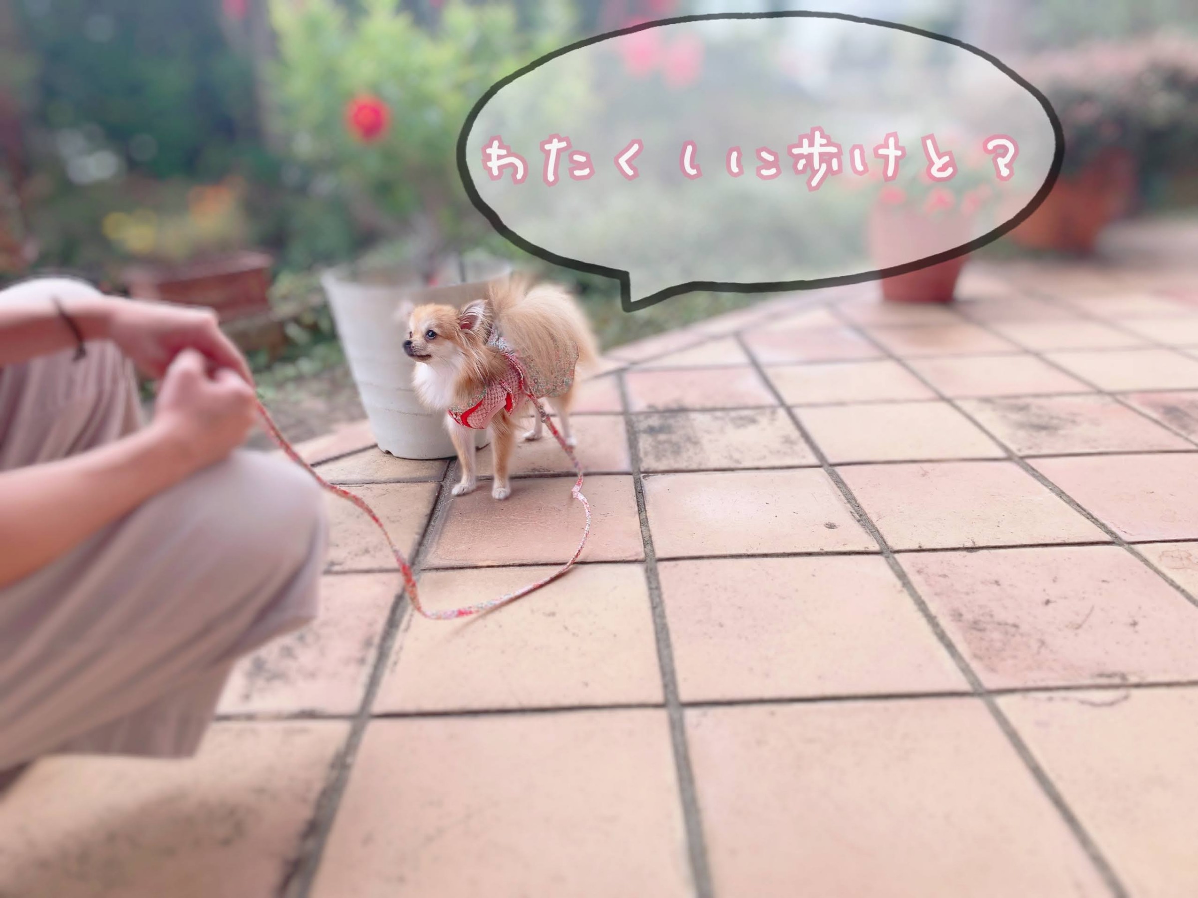歩かない