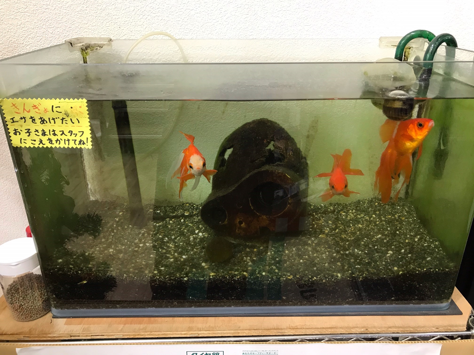 ご来店のお子様へ 金魚の餌やり体験できます スタッフ日記 タイヤ館 東大宮バイパス タイヤからはじまる トータルカーメンテナンス タイヤ館グループ